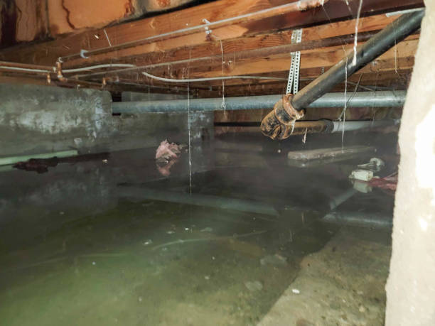 Best Carpet water damage restoration  in Erda, UT