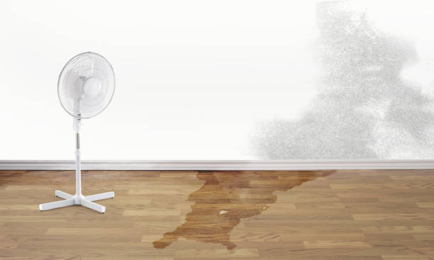 Best Professional water damage repair  in Erda, UT